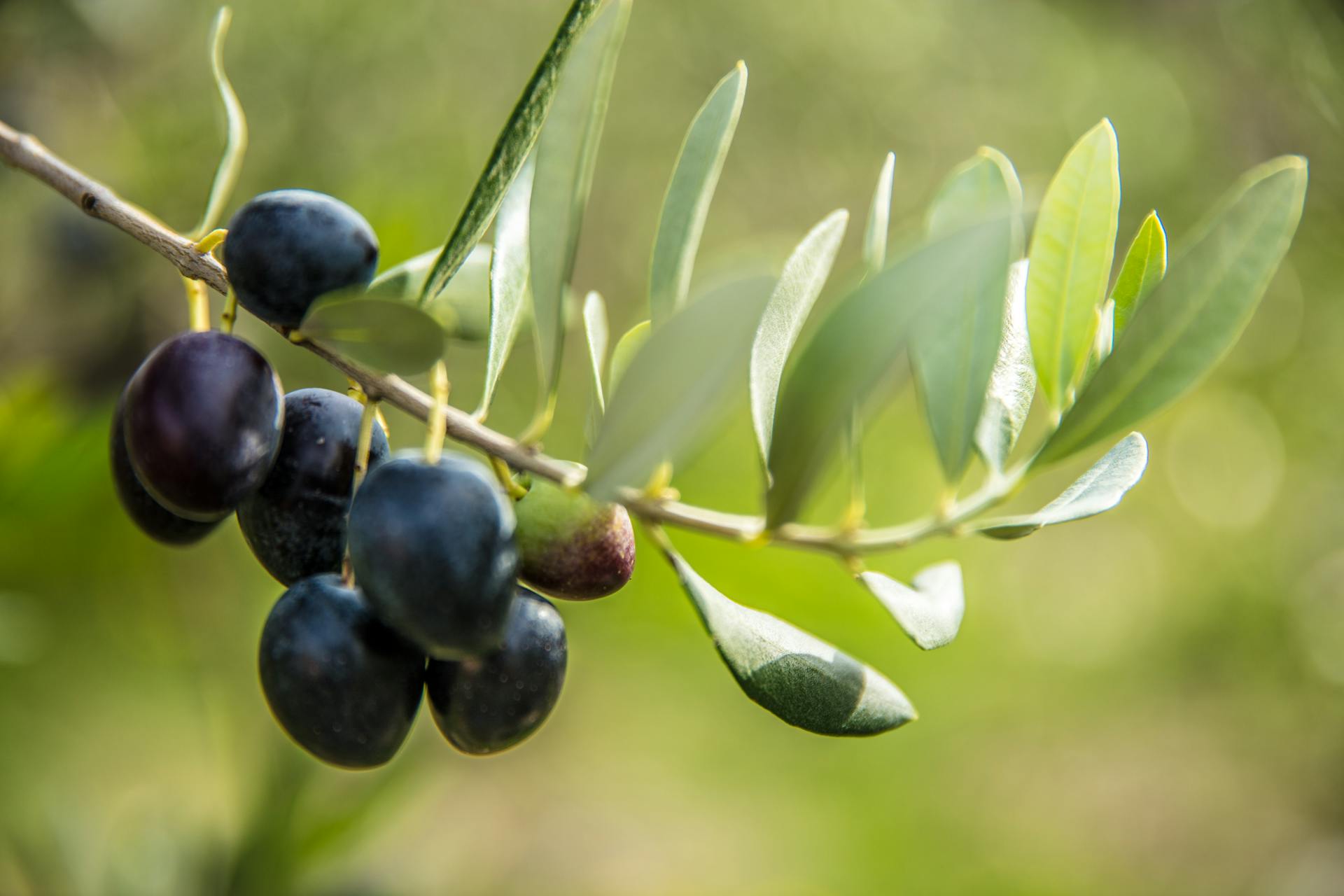 5pexels hani salama 1956859194 34803734